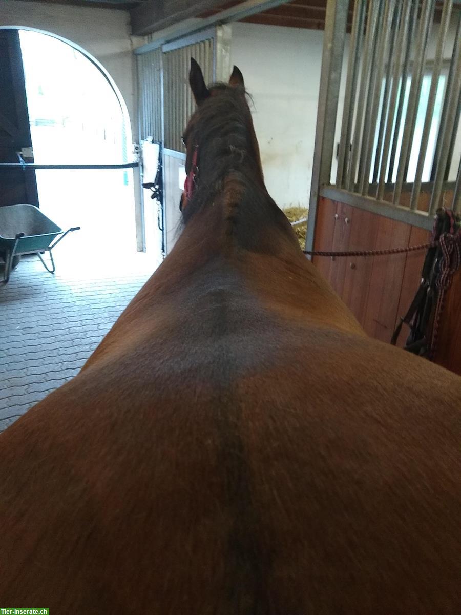 Bild 9: Toller Wanderreitsattel, TRAIL-Sattel, Marken-Sattel 17,5 Zoll