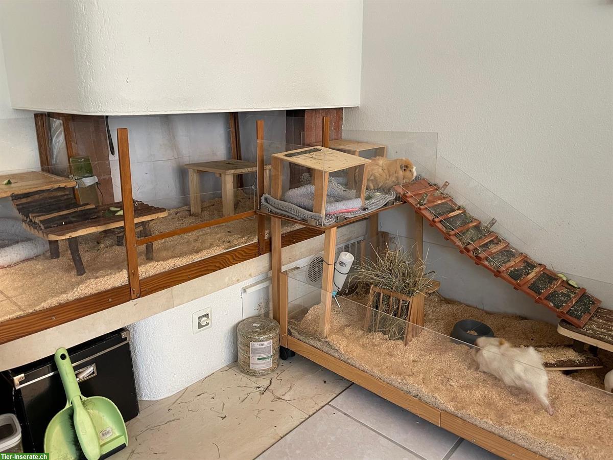 Ältere Meerschweinchen Kastraten (Strubbeli) gesucht