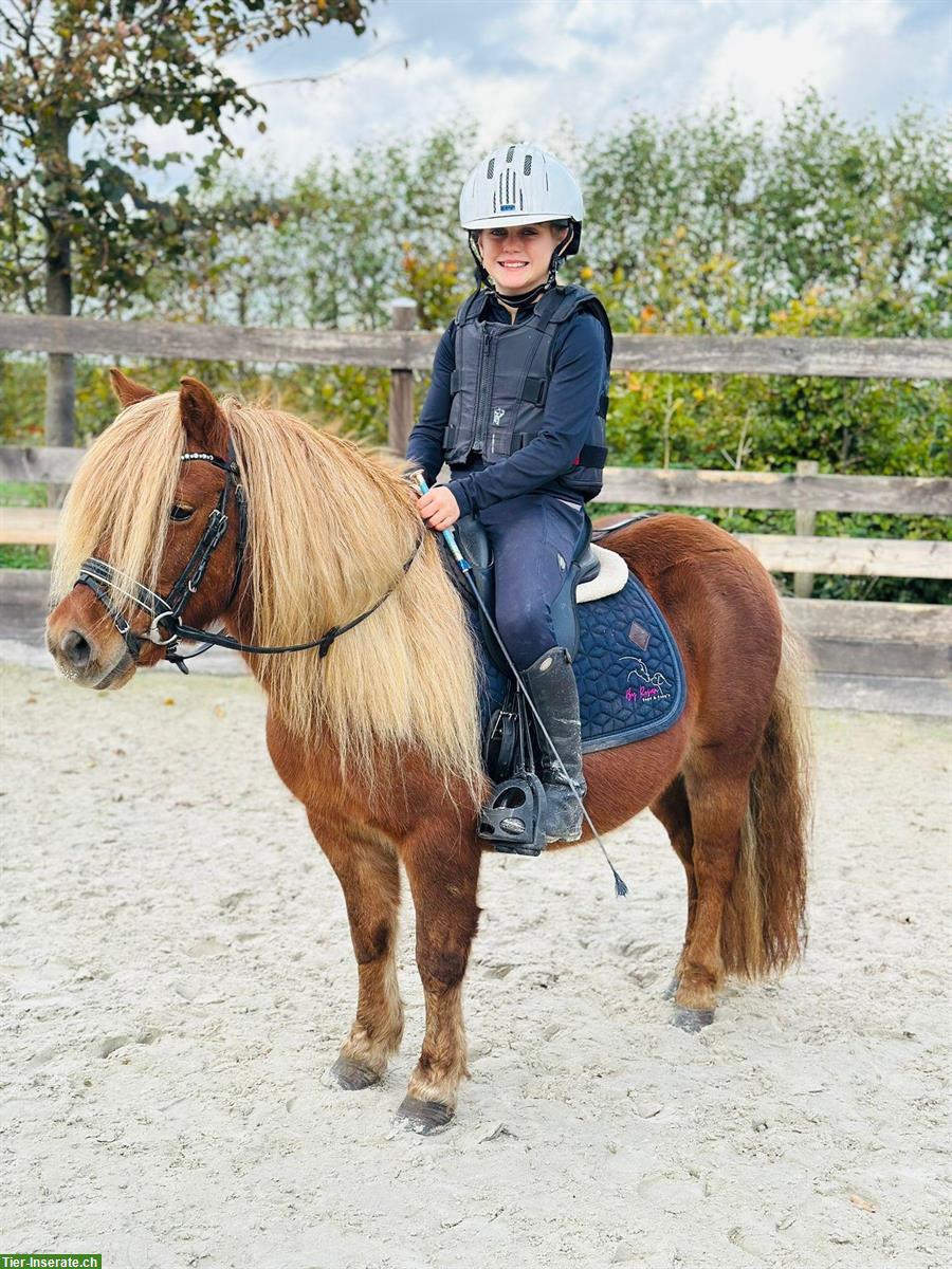 Original Shetlandpony Stuten, geritten, prämiert