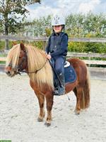 Original Shetlandpony Stuten, geritten, prämiert