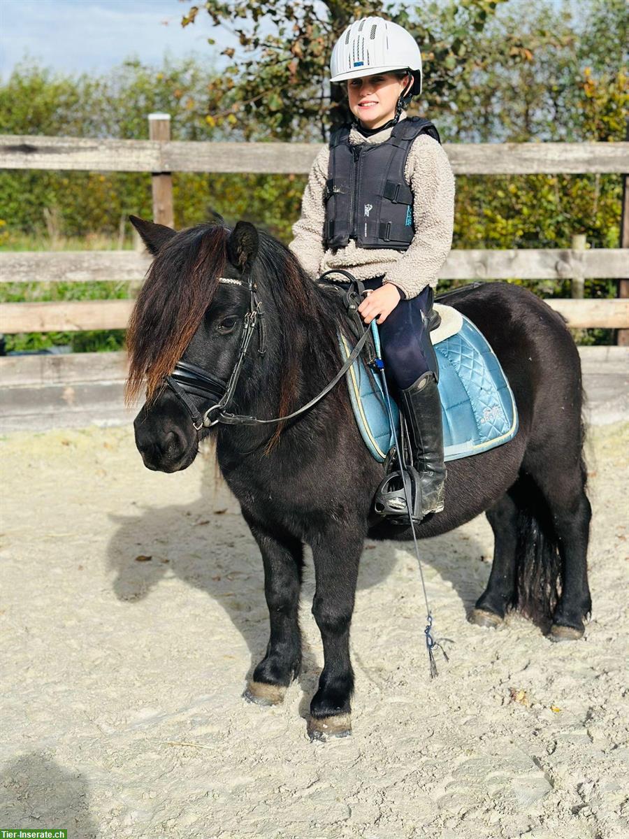 Bild 2: Original Shetlandpony Stuten, geritten, prämiert