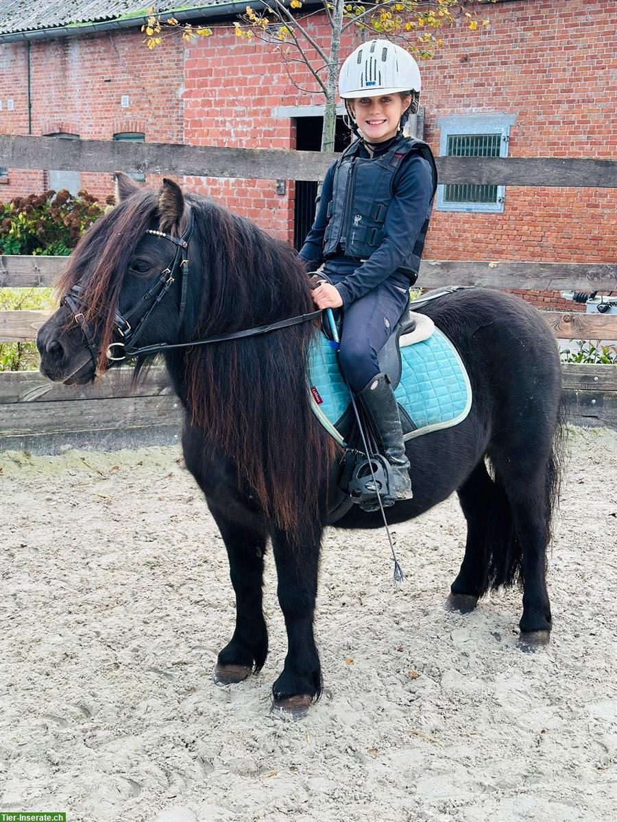 Bild 3: Original Shetlandpony Stuten, geritten, prämiert