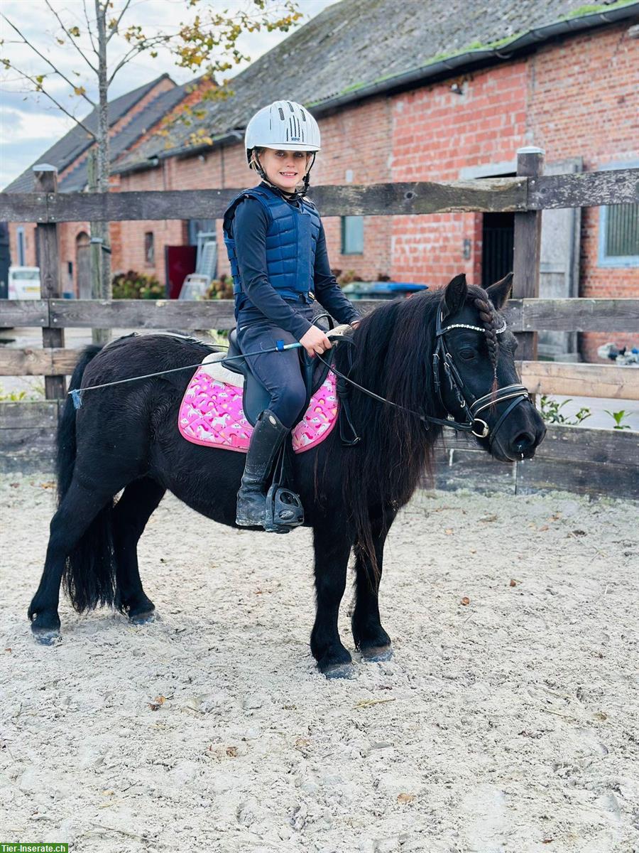 Bild 4: Original Shetlandpony Stuten, geritten, prämiert