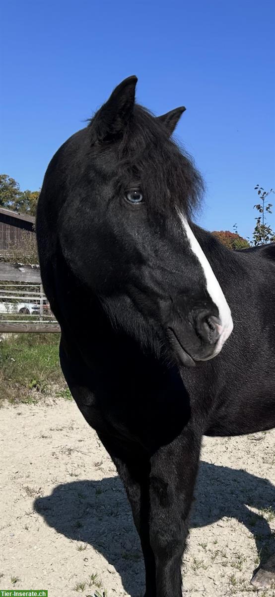 Islandpferd Wallach, 10-jährig, Rappe mit blauen Augen