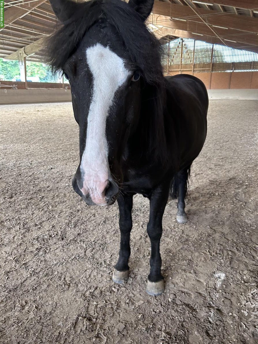 Bild 2: Islandpferd Wallach, 10-jährig, Rappe mit blauen Augen
