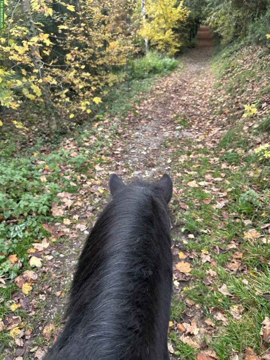 Bild 4: Islandpferd Wallach, 10-jährig, Rappe mit blauen Augen