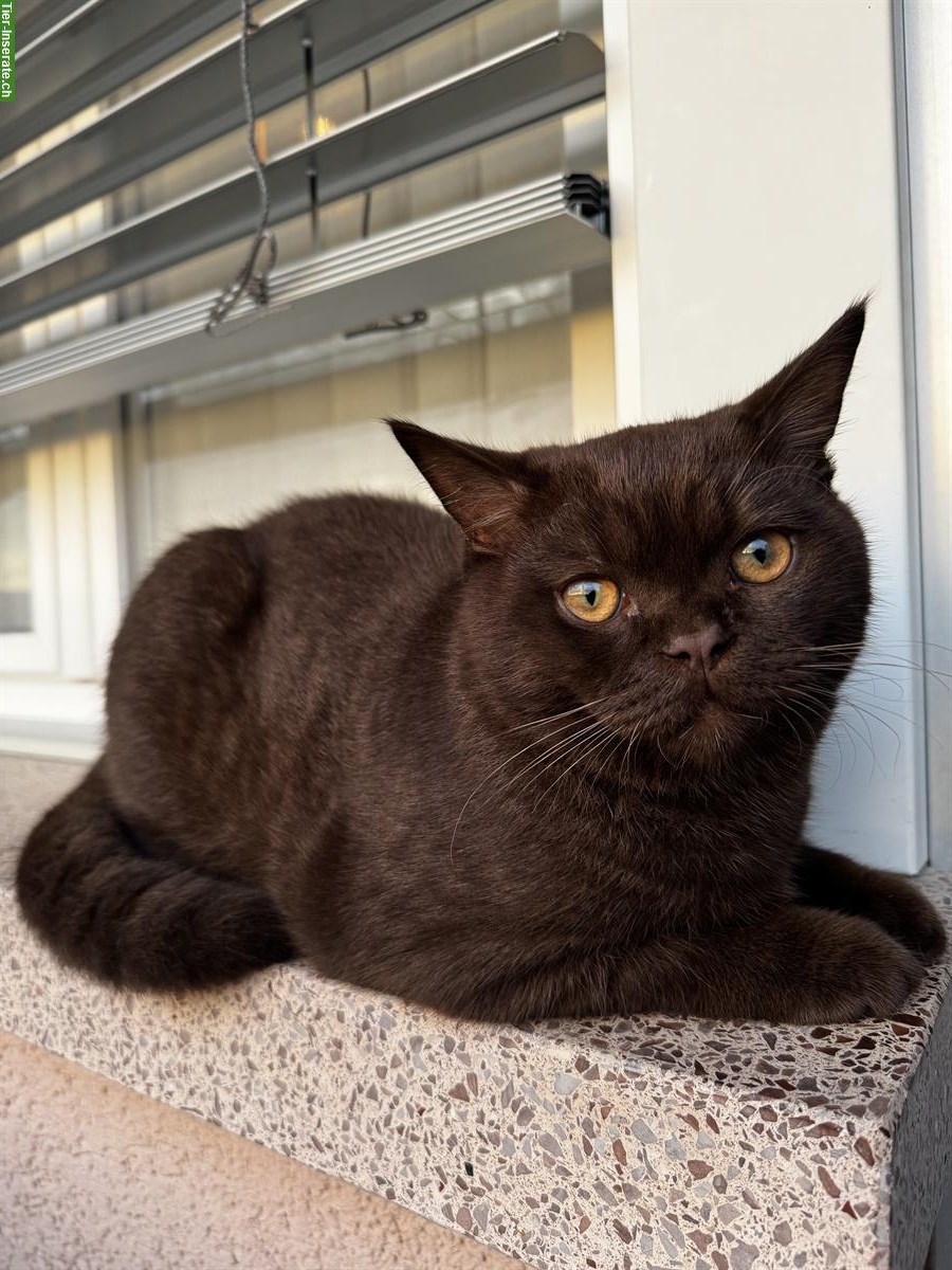 Bild 2: Deckkater BKH braun