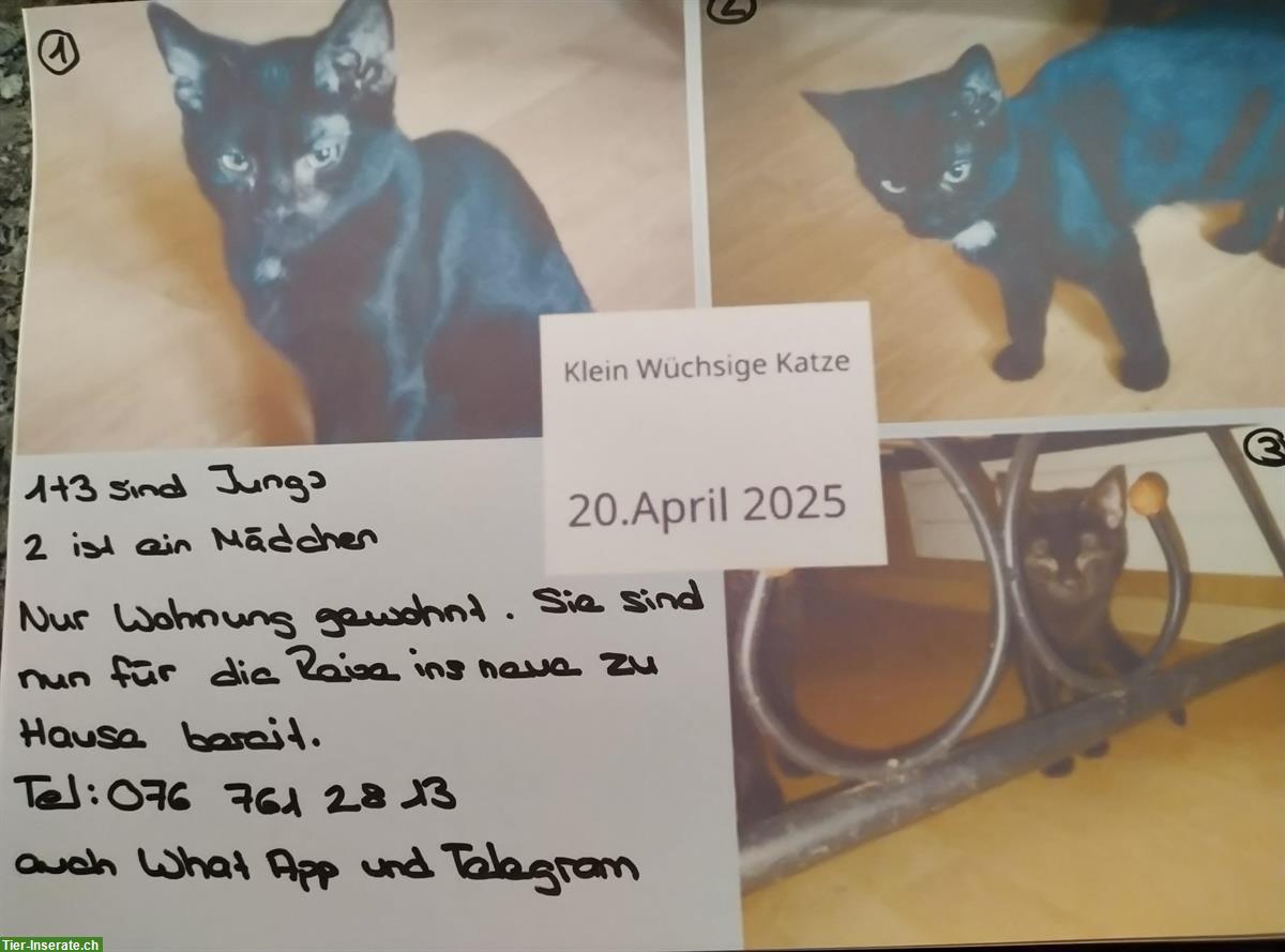 Junge schwarze Katzen, kleingewachsene Wohnungskatzen