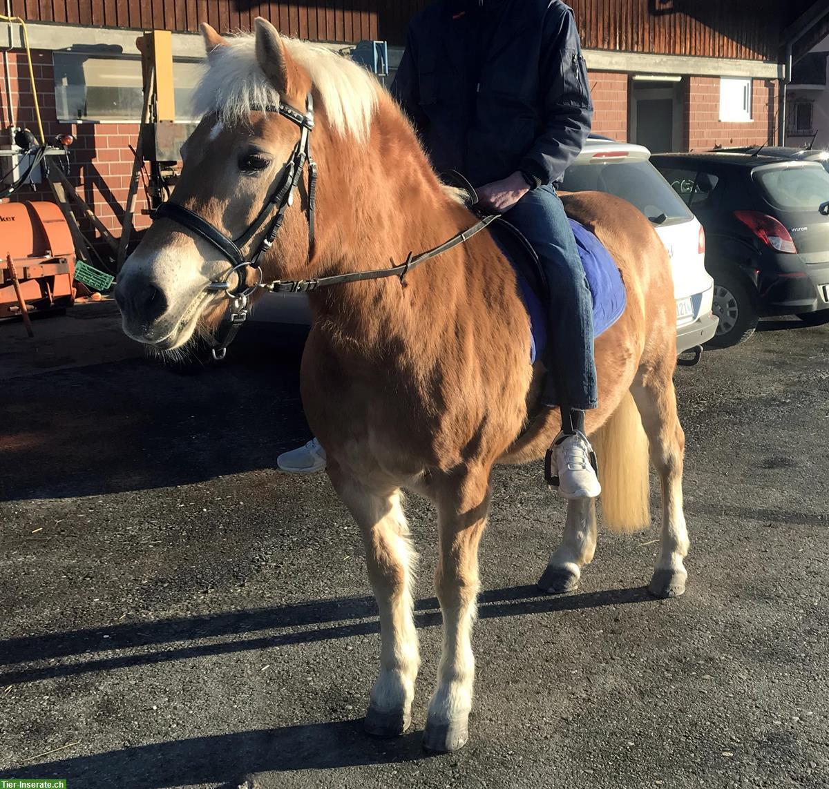 Reit-, Spazier-, Pflegebeteiligung in Rümlang ZH für Haflinger & Pony