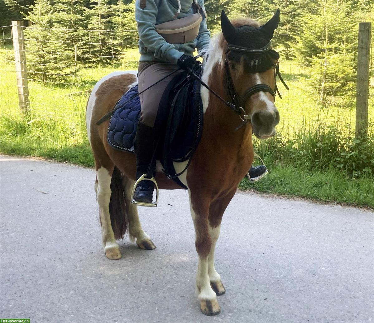 Bild 2: Reit-, Spazier-, Pflegebeteiligung in Rümlang ZH für Haflinger & Pony