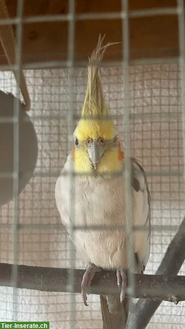 GRATIS: Nymphensittich sucht Anschluss