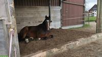 Belgischer Warmblut Wallach, 16-jährig, Beistellpferd, ranghoch