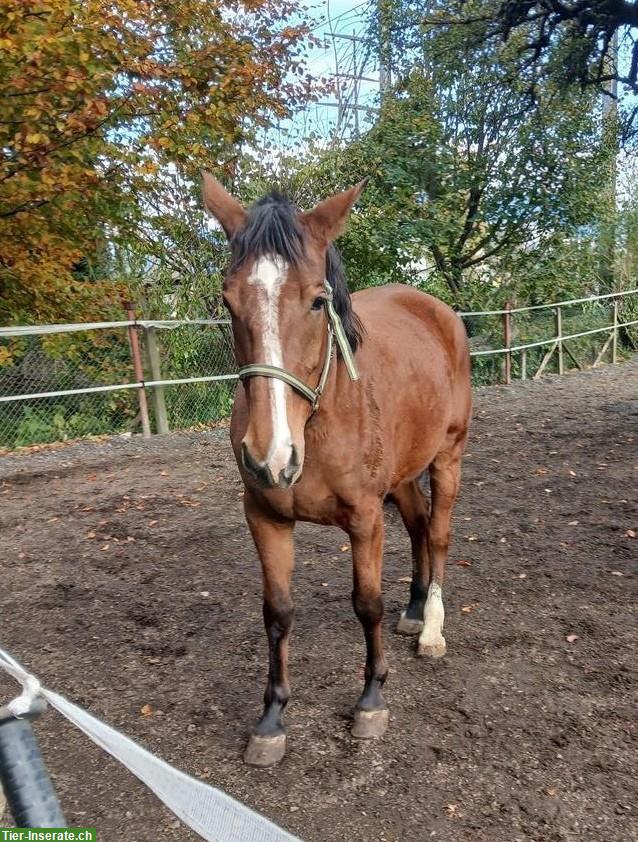 Deutsches Reitpferd, Stute, 6-jährig, Freizeitpferd