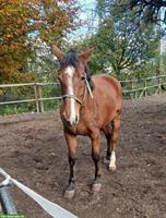 Deutsches Reitpferd, Stute, 6-jährig, Freizeitpferd