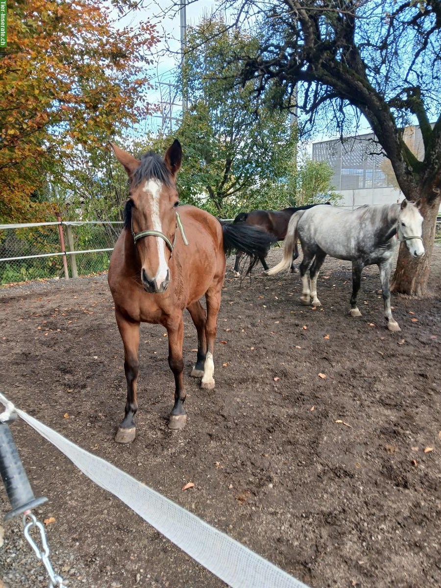Bild 2: Deutsches Reitpferd, Stute, 6-jährig, Freizeitpferd