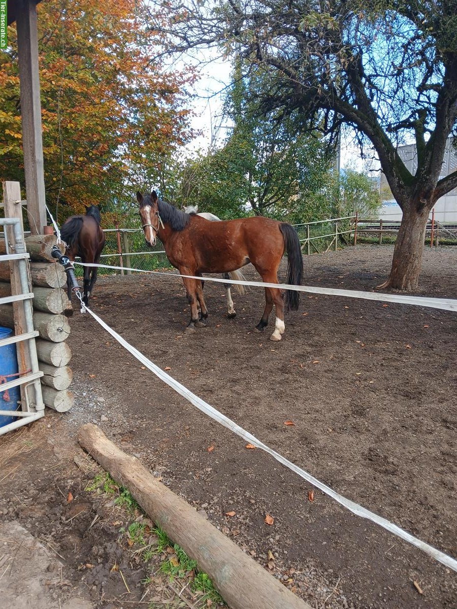 Bild 3: Deutsches Reitpferd, Stute, 6-jährig, Freizeitpferd