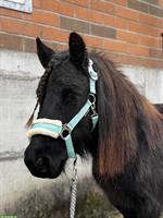 Hübsche und liebe Shetty Stute, 4.5-jährig, 102cm