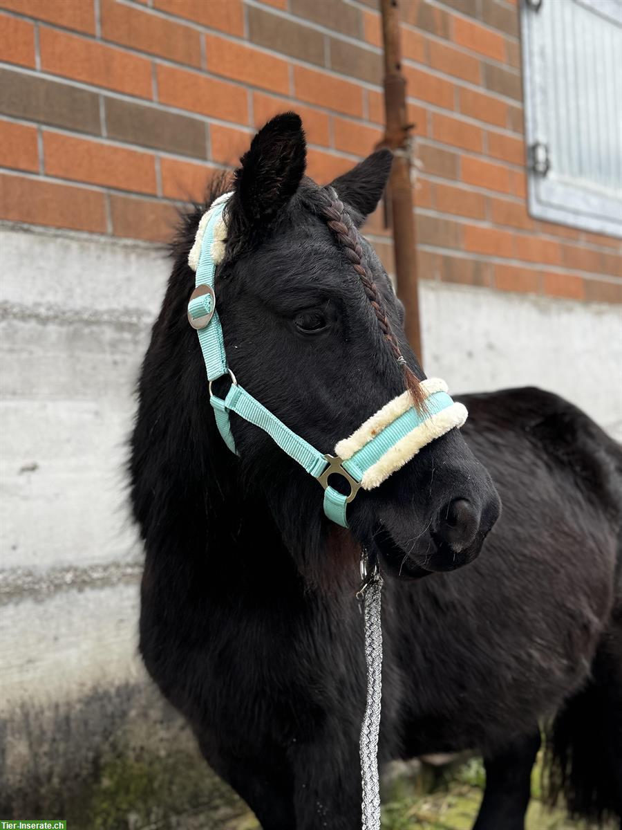 Bild 2: Hübsche und liebe Shetty Stute, 4.5-jährig, 102cm