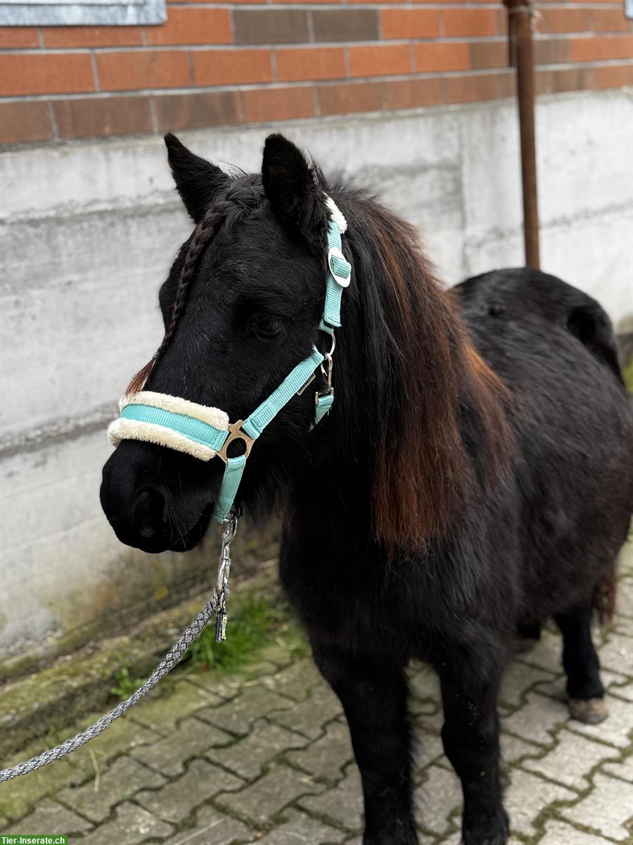 Bild 3: Hübsche und liebe Shetty Stute, 4.5-jährig, 102cm