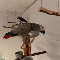 Graupapageien Pärchen sucht liebevolles Zuhause