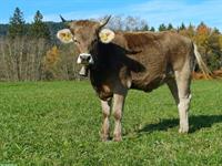 100% OB Rind mit Horn zu verkaufen