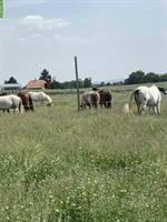 Stallhilfe Job (Pferdestall), 20-30%, Moosseedorf BE