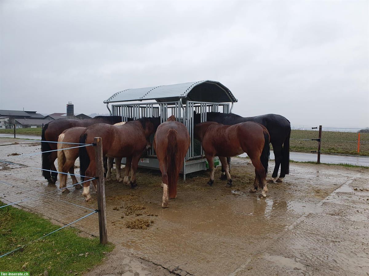 Bild 3: Stallhilfe Job (Pferdestall), 20-30%, Moosseedorf BE