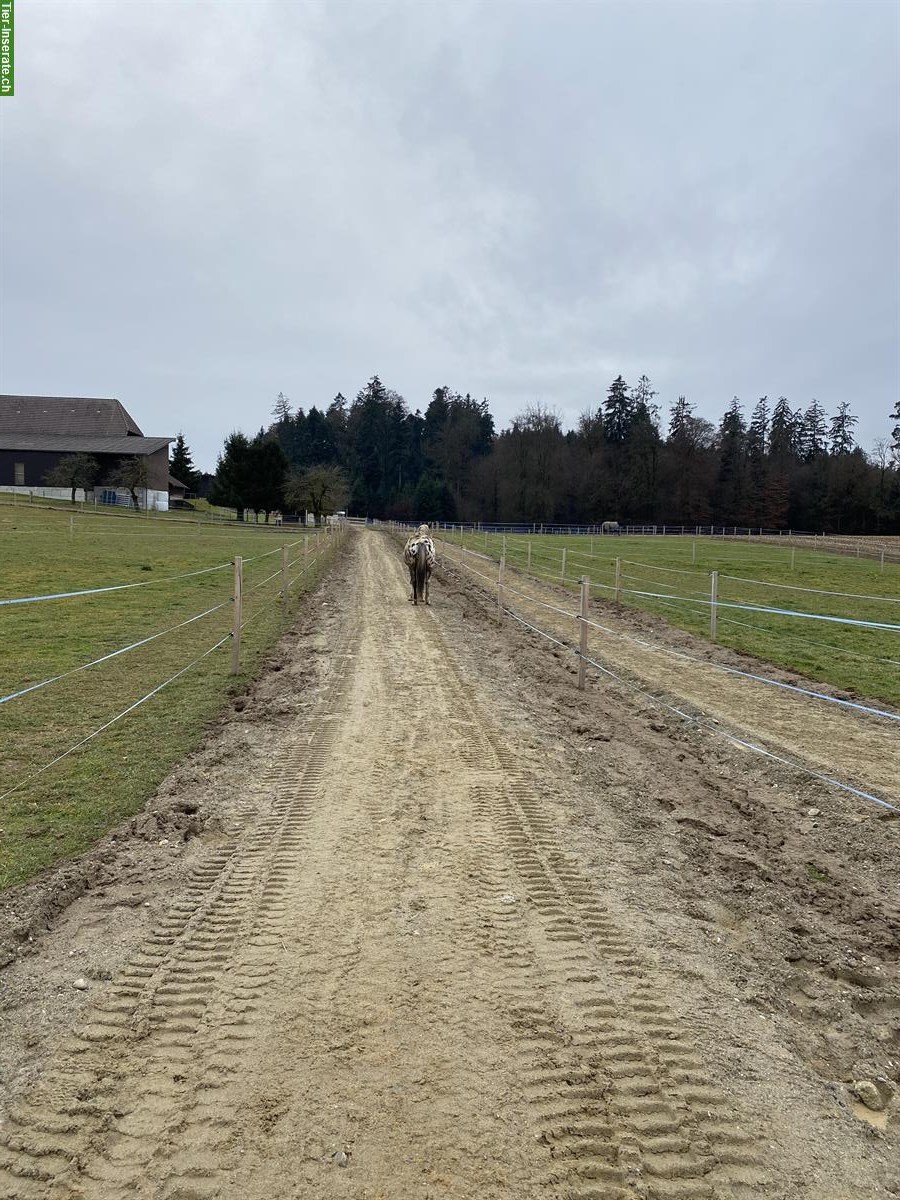 Bild 5: Stallhilfe Job (Pferdestall), 20-30%, Moosseedorf BE