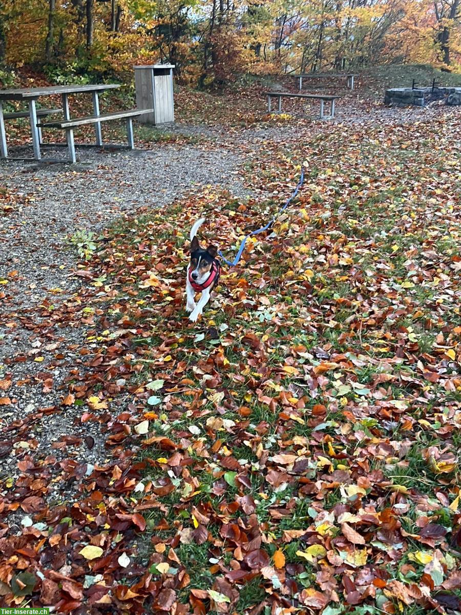 HundesitterIn gesucht im Raum Luzern