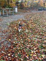 HundesitterIn gesucht im Raum Luzern