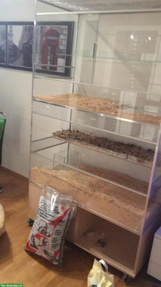 Bild 6: Top Terrarium für Nagetiere (4 Etagen) mit Unterbau