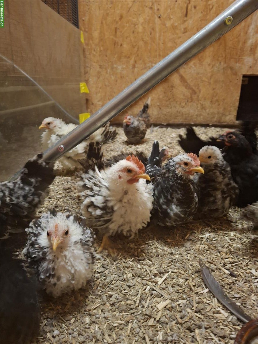 Chabo Hähne zu verkaufen, glatt und gestruppt