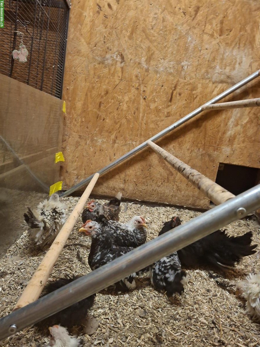 Bild 2: Chabo Hähne zu verkaufen, glatt und gestruppt