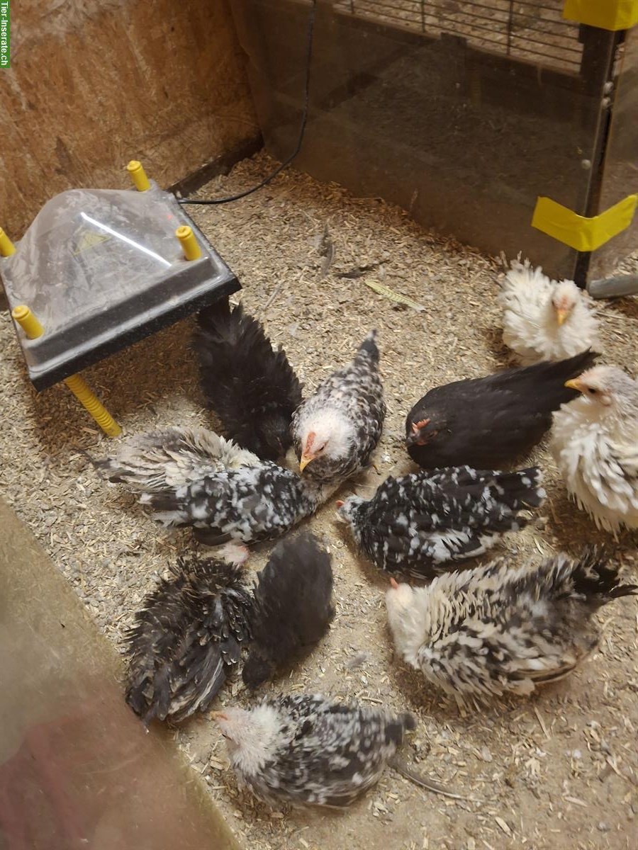 Bild 3: Chabo Hähne zu verkaufen, glatt und gestruppt