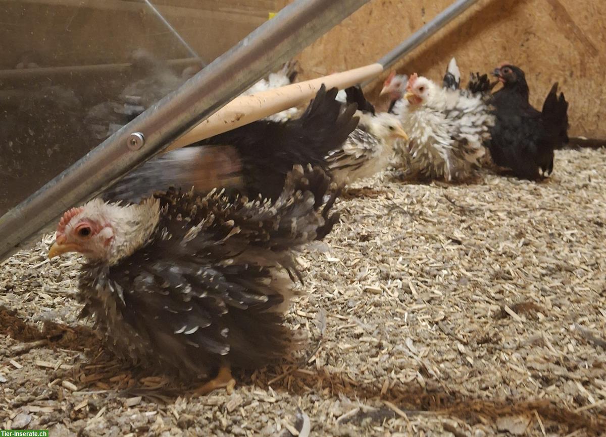 Bild 4: Chabo Hähne zu verkaufen, glatt und gestruppt