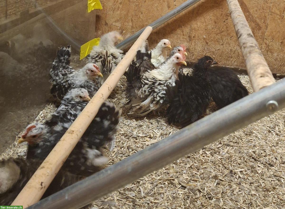 Bild 5: Chabo Hähne zu verkaufen, glatt und gestruppt