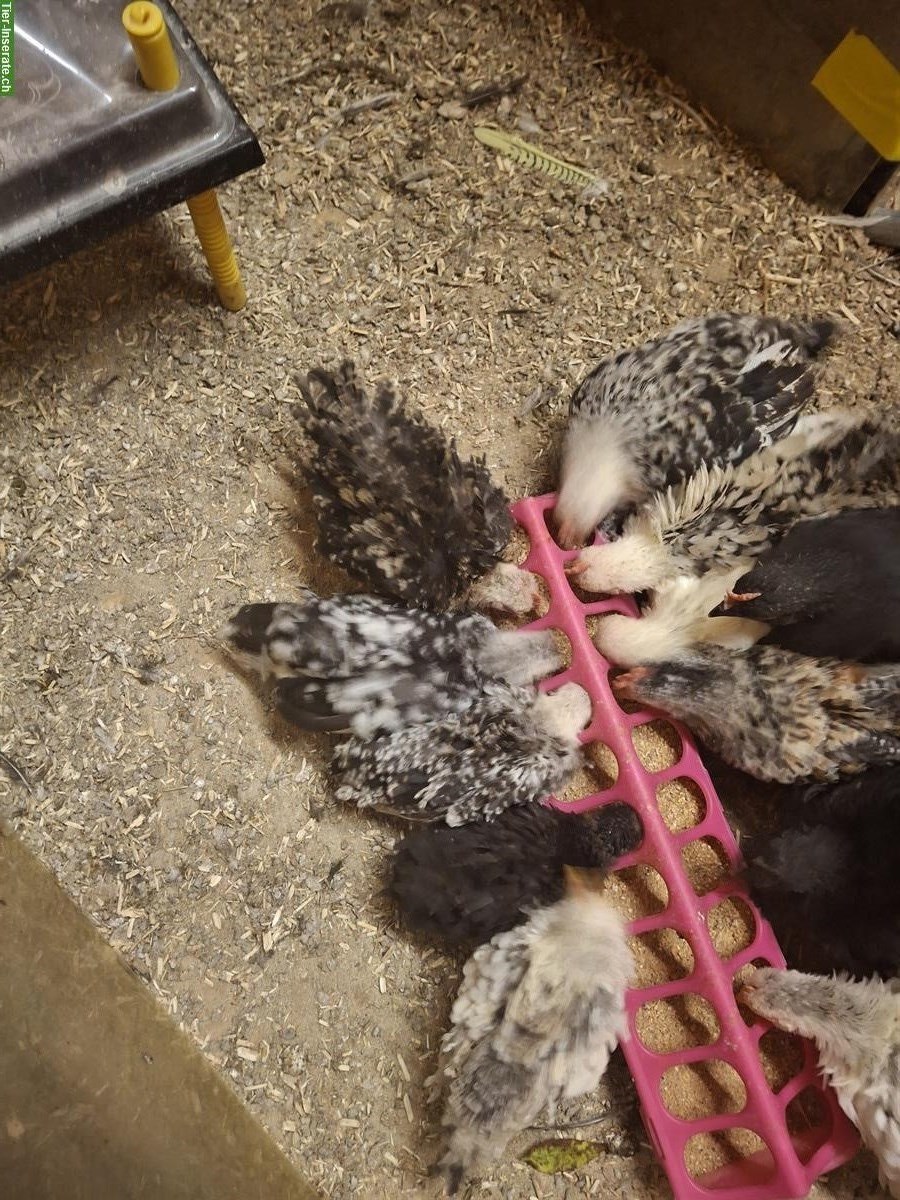 Bild 6: Chabo Hähne zu verkaufen, glatt und gestruppt