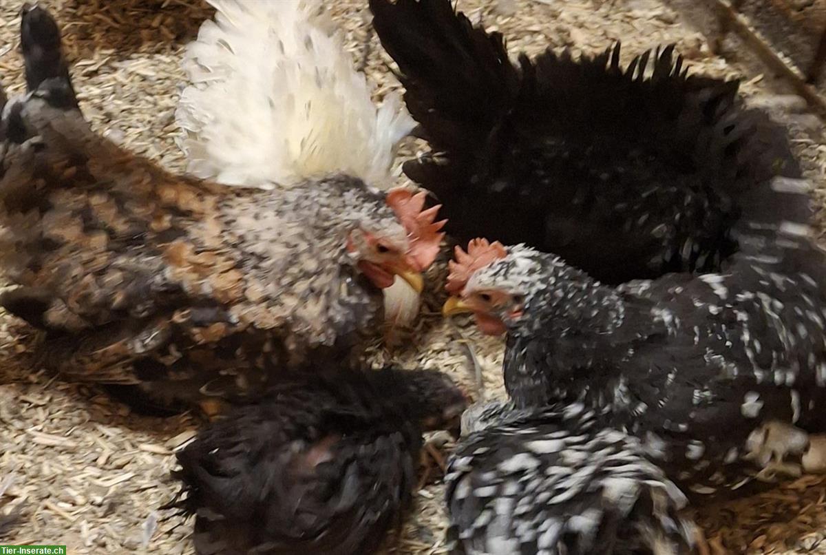 Bild 7: Chabo Hähne zu verkaufen, glatt und gestruppt