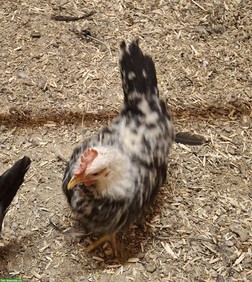 Bild 8: Chabo Hähne zu verkaufen, glatt und gestruppt