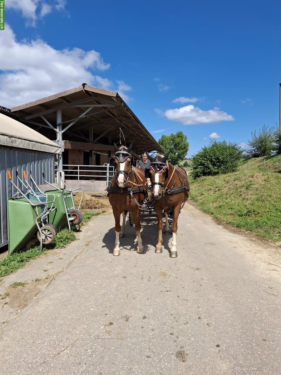 2-Spänner Brustblatt für Freibergerpferde