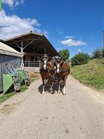 2-Spänner Brustblatt für Freibergerpferde