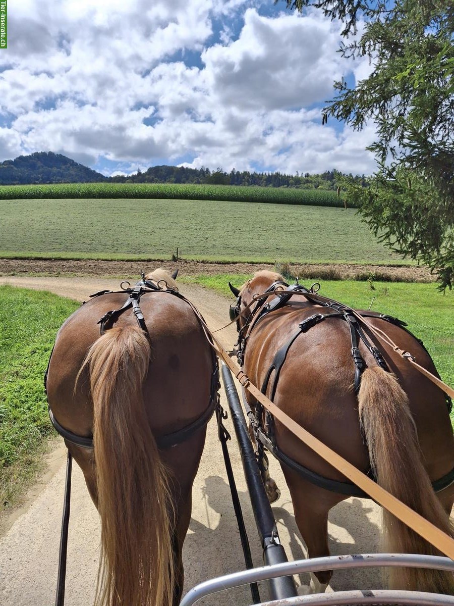Bild 2: 2-Spänner Brustblatt für Freibergerpferde