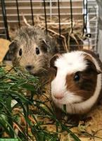 2 junge Meerschweinchen, Weiblich und Männlich (Kastrat)