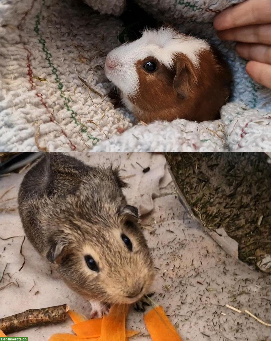 Bild 2: 2 junge Meerschweinchen, Weiblich und Männlich, Kastrat