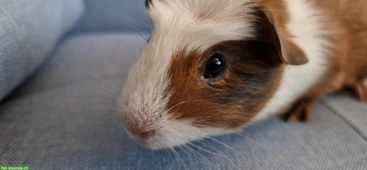 Bild 3: 2 junge Meerschweinchen, Weiblich und Männlich, Kastrat