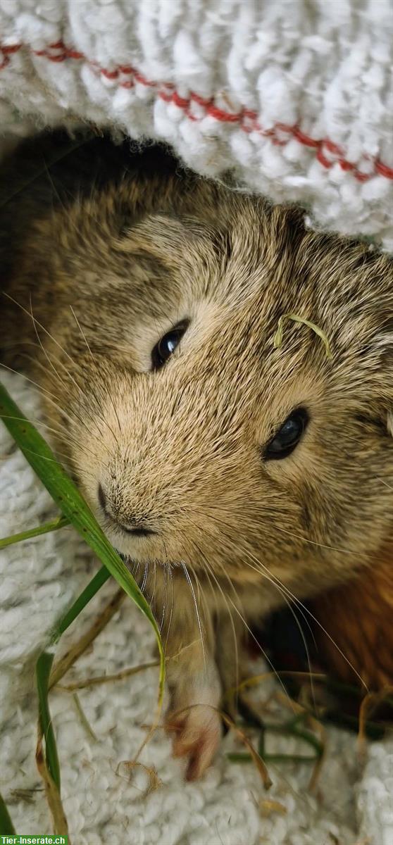 Bild 4: 2 junge Meerschweinchen, Weiblich und Männlich, Kastrat