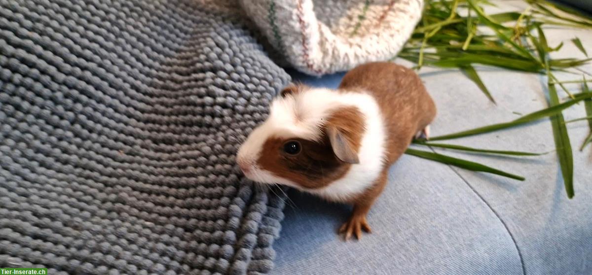 Bild 5: 2 junge Meerschweinchen, Weiblich und Männlich, Kastrat