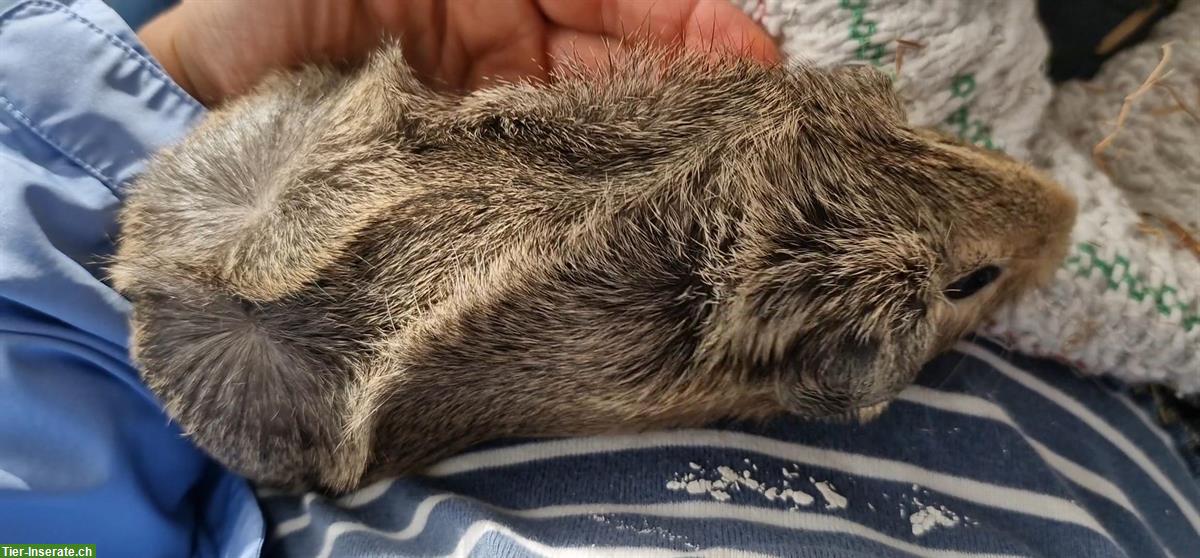 Bild 6: 2 junge Meerschweinchen, Weiblich und Männlich, Kastrat