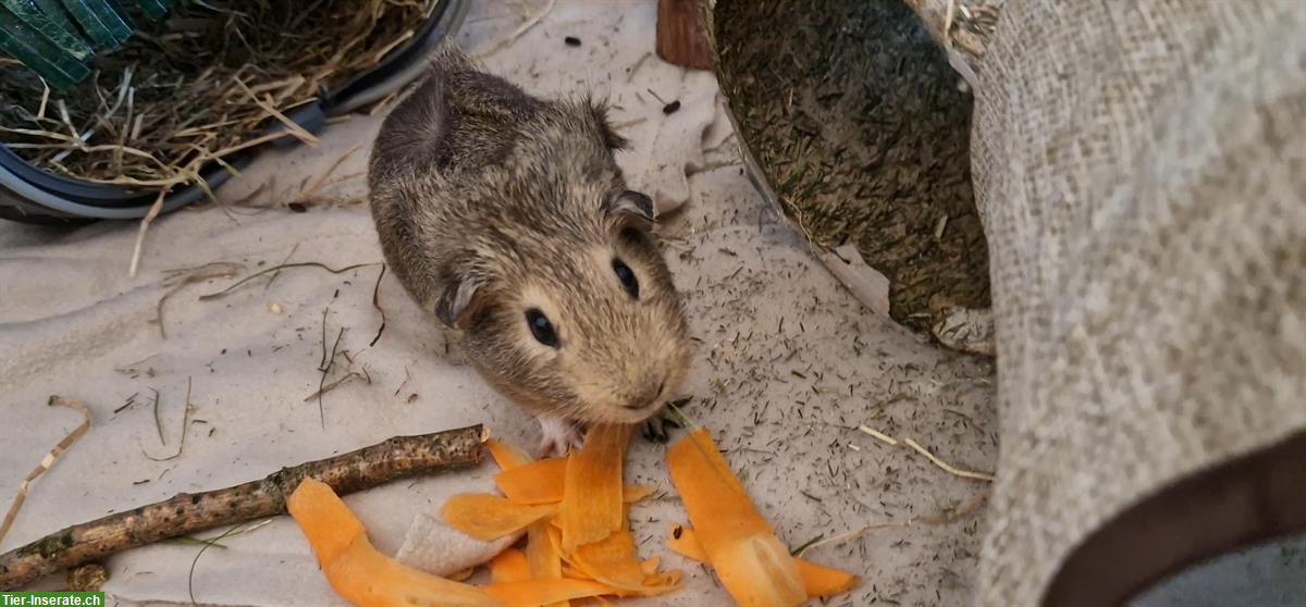 Bild 7: 2 junge Meerschweinchen, Weiblich und Männlich, Kastrat