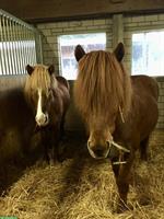Auslaufbox/Stallteil gesucht für 2 Isländer, Fislisbach/Mellingen